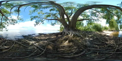 Large tree with roots next to a river Video stock 66755810