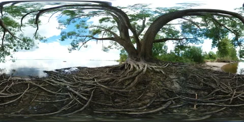 Large tree with roots next to a river Video stock 66774026
