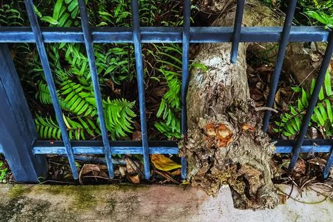 Large tree roots or old logs allowed to pass through iron fence via special.. Stock Photos