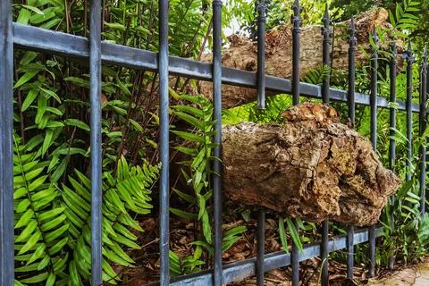 Large tree roots or old logs allowed to pass through iron fence via special.. Stock Photos