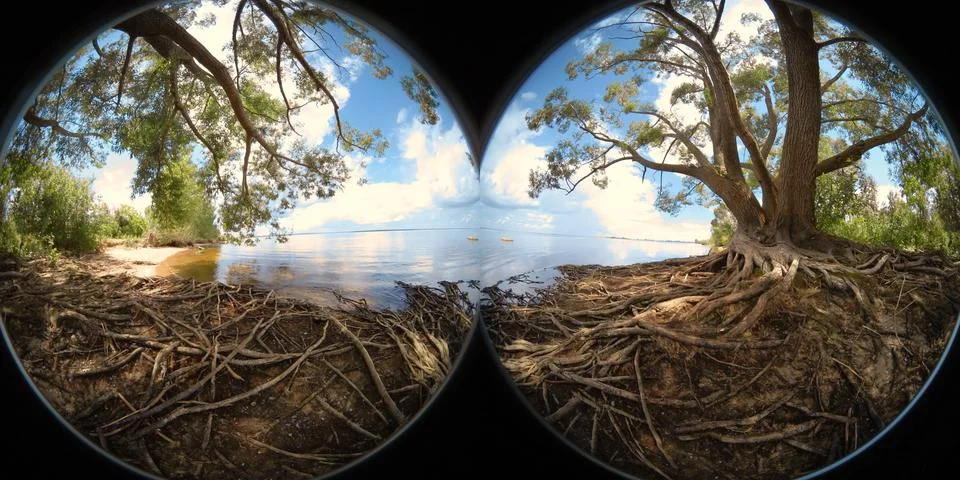 Large tree with roots Foto stock