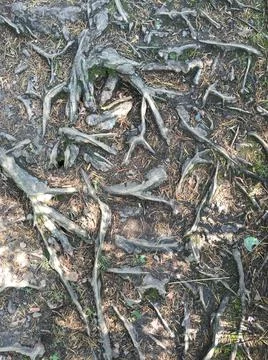 Large tree roots that spread over the ground are cracked and dry Foto stock