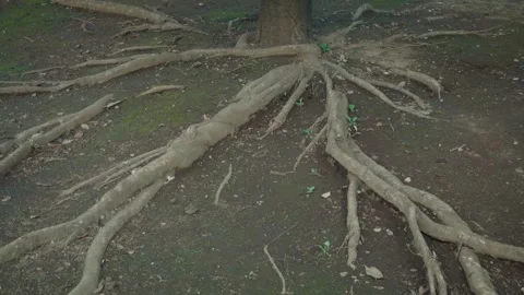 Large tree roots spreading across the ground in a forest Stock Footage 346363247