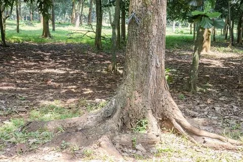 Large Tree Roots Spreading Across the Woodland Park Ground Stock Photos