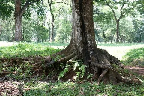 Large Tree Roots Spreading Across Tropical Park Forest Floor Stock Photos