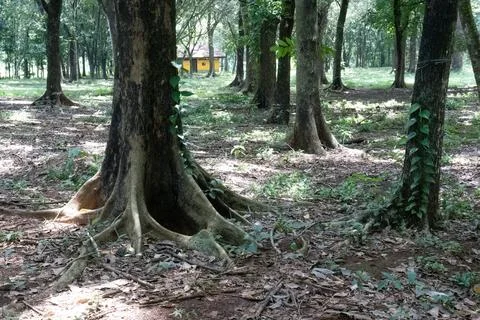 Large tree roots spreading across a natural park forest floor Stock Photos