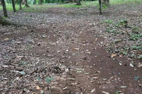 Large tree roots spreading across a forest floor in natural light Stock Photos