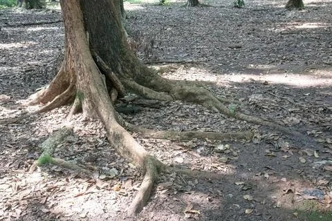 Large Tree Roots Spreading Across an Open Tropical Forest Floor Stock Photos