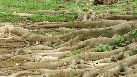Large Tree Roots Spreading On Ground In Tropical Forest Nature Background. Stock Footage 326432581