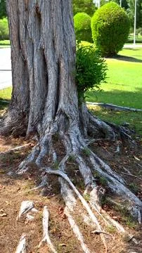 Large tree roots stretch over dry ground, spreading from thick bark. Scattered Stock Photos