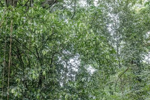 Large Tree Roots in Tropical Forest with Green Leaves Stock Photos