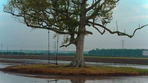 A large tree with a rope swing in a flooded paddy field with water reflection 库存影片 341002209