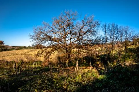 Large tree in rural landscape with fields in Italy Stock Photos
