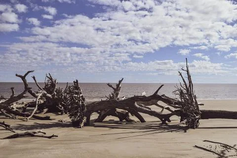 Large tree that's fallen Stock Photos