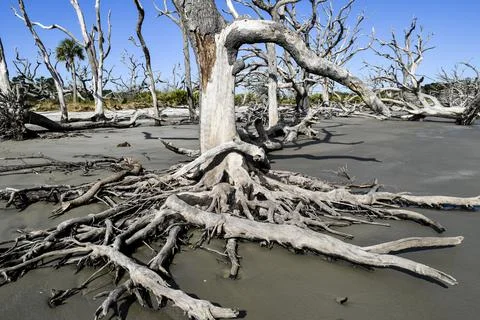 Large tree in the sand Stock Photos