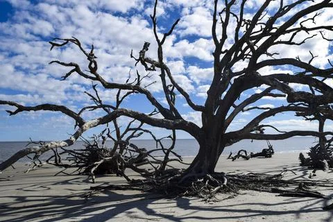 Large tree on the sand Stock Photos