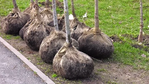 Large tree seedlings are ready for tree planting. Video stock 314962994