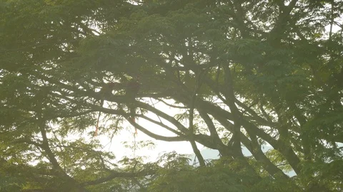 Large tree seen against the light with two large parrots taking off Stock Footage 95608002