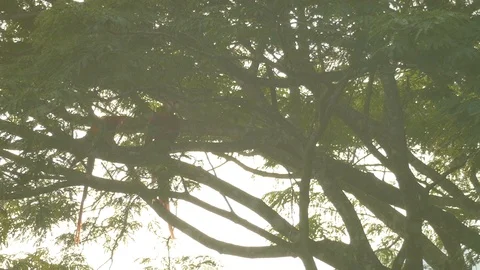 Large tree seen against the light with two large parrots taking off - 24fps Video stock 104123141