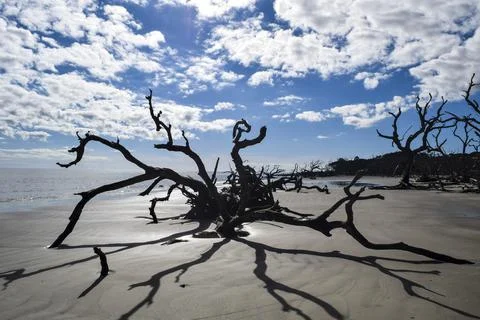 Large tree shadow Stock Photos
