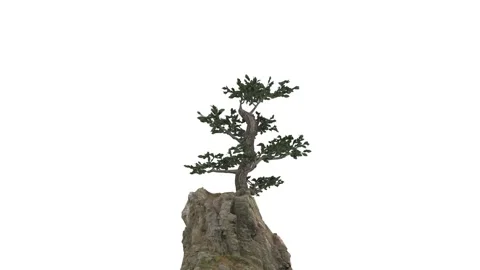 A large tree shakes its branches at the very top of an old rock on a white Stock Footage 155665727