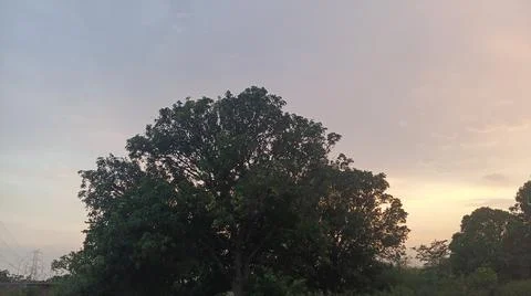 Large Tree Silhouette Against a Soft Twilight Sunset Sky Stock-Fotos