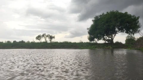 Large Tree Silhouette Under Dark Storm Clouds on Riverbank Stock Footage 342495190
