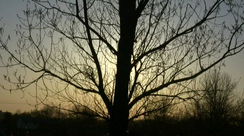 Large tree silhouettes against the setting sun (High Definition) Stock Footage 360845