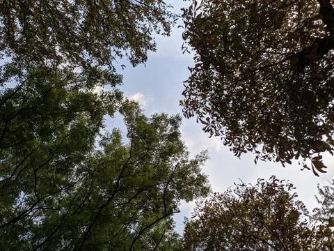 A large tree on the sky Stock Photos