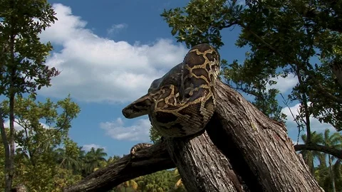 A large tree snake wait in a serpentine position up on a tree branch on a Stock Footage 122893381