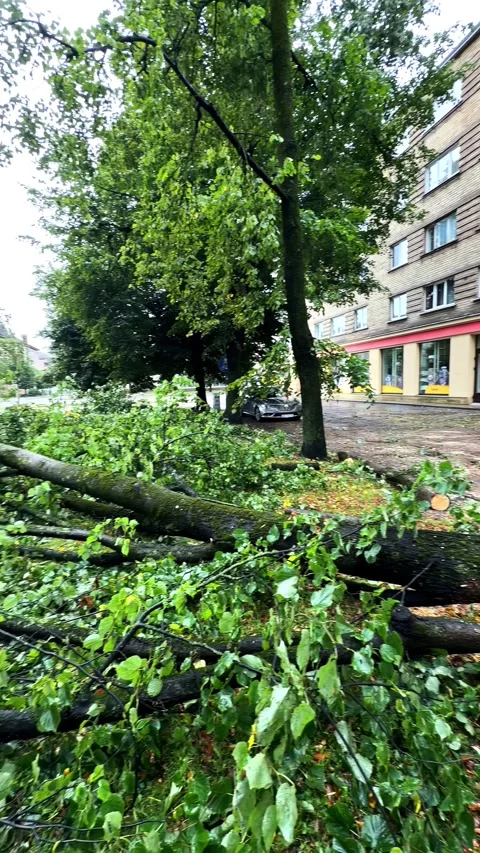 Large tree snapped and fallen in front of apartment building after severe storm Video stock 348422278