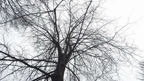 Large Tree In Snowfall Stock Footage 102766182