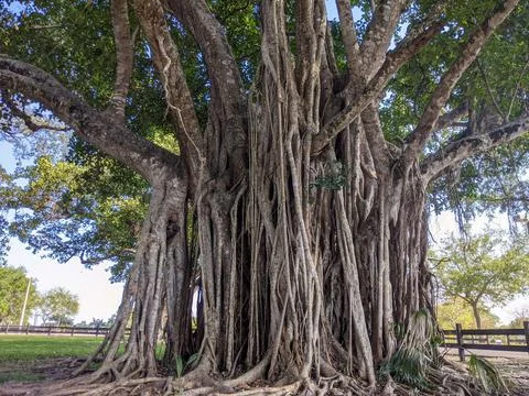Large tree in South Florida Stock Photos