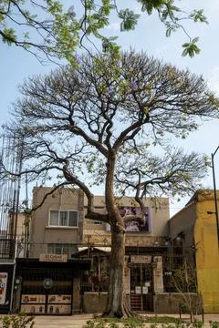 Large tree with sparse leaves and purple flowers on Mexico Avenue, Guadalajara Photos