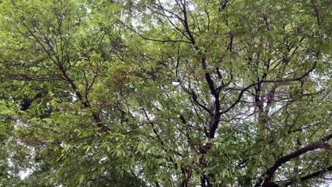 Large tree with sprawling branches and dense green leaves Stock Footage 312856241