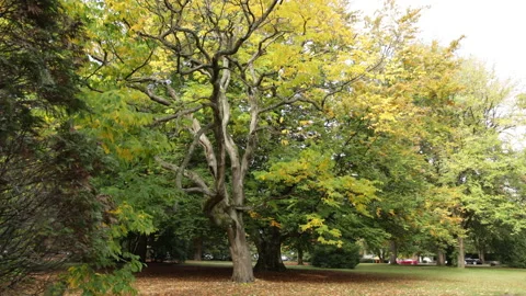 A large tree with sprawling trunk in autumn. Red car in distance. Stock Footage 146669390