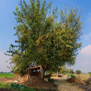 Large tree with spreading green crown in open air in valley Stock Photos