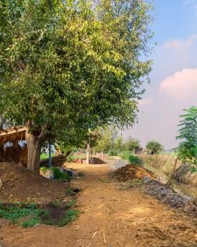 Large tree with spreading green crown in open air in valley Stock Photos