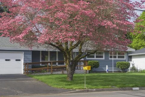 Large tree in Spring colors Gresham Oregon. Stock-Fotos