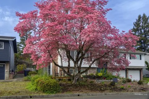 Large tree in Spring colors Gresham Oregon. Stock Photos