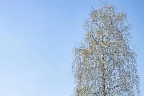 Large tree with spring leaves against a blue sky, copy space. Stock Photos