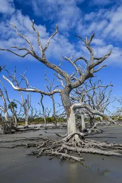 Large tree standing in the sand Stock Photos