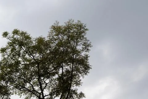 A large tree stands against a cloudy sky on a gloomy day Stock-Fotos