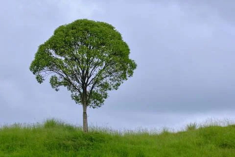 A large tree stands alone in a field of grass. Stock Photos