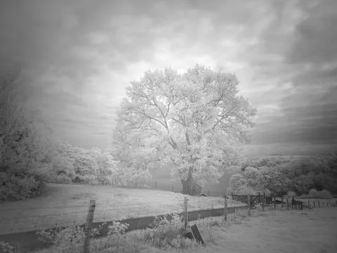 Large tree stands alone in a field surrounded by fog and low clouds during .. Stock Photos