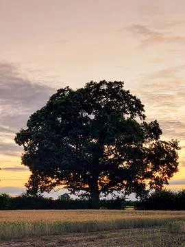 A large tree stands in a field with a beautiful sunset in the background Stock Photos