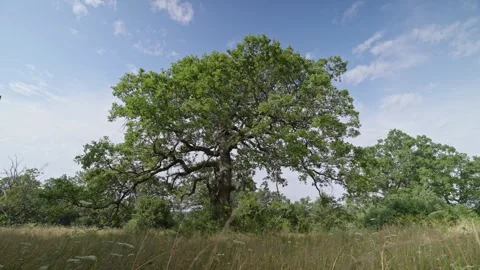 A large tree stands in a field with a clear blue sky above it Stock Footage 298061294