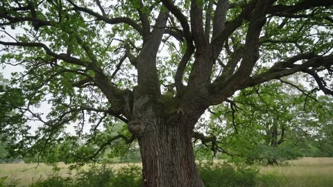 A large tree stands in a field of grass Stock Footage 298060813