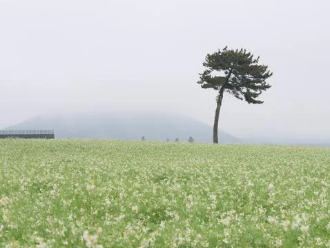 A large tree stands in a field of grass Stock Photos