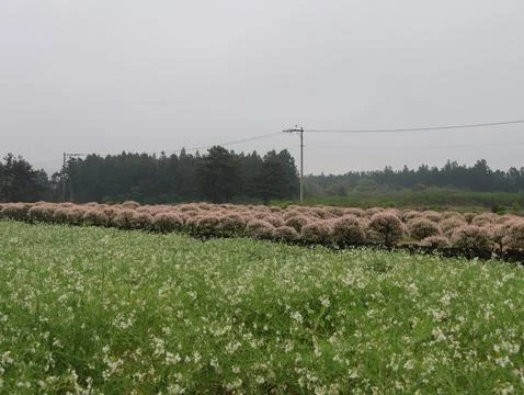 A large tree stands in a field of grass Stock Photos